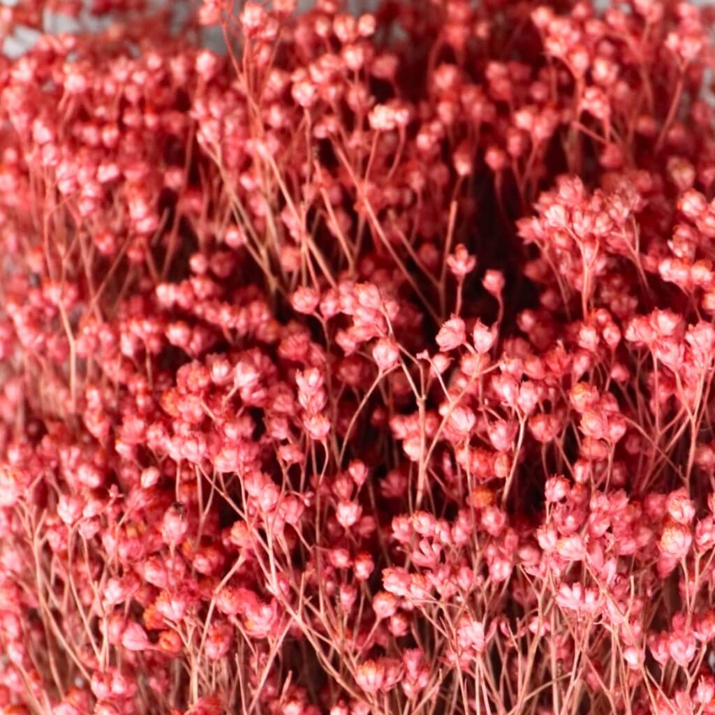 Sušený Broom Bloom růžová / natur – jemná květina do přírodních a romantických aranžmá
